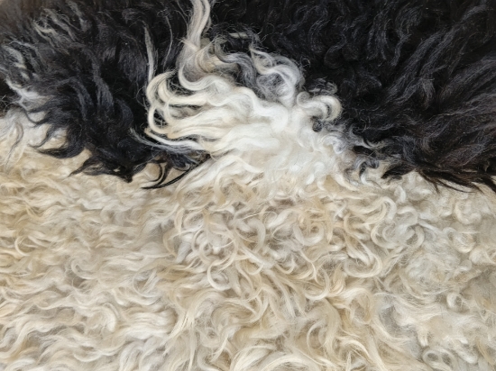 Doğal işlenmemiş hiç kırpılmamış Doğal Koyun Postu , Halı, Seccade 140x80 cm resmi